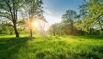 Obraz premium 柔らかな若草が広がる草原に差し込む木漏れ日