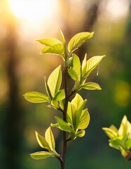 Obraz premium 太陽の光を受けて輝く、木の枝に芽吹いた若々しい新芽