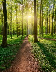 Fototapeta premium 緑の若葉が生い茂る林の中、小径に木漏れ日が差し込む、穏やかな春の風景