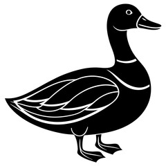 Cute duck vector cartoon illustration