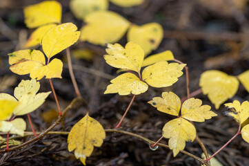 秋に黄色く色づく葉