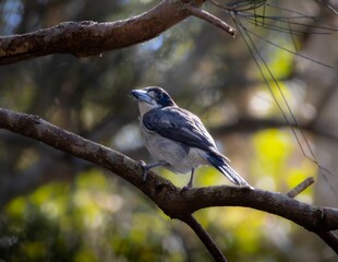 A Grey Butcherbird perched on a branch