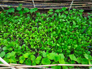 Organic vegetable garden, fresh vegetables for cooking    