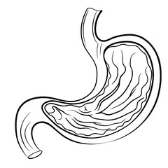 Stomach