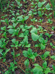 Organic vegetable garden, fresh vegetables for cooking    