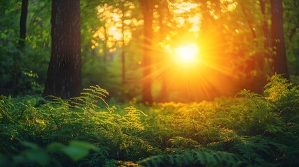 Obraz premium Glowing Sunrise Over Lush Green Forest Radiating Vitality and Natural Energy