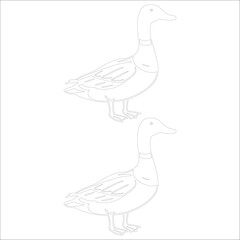 Simple outline drawing of a mallard duck with detailed feathers, perfect for coloring, crafting, or educational use