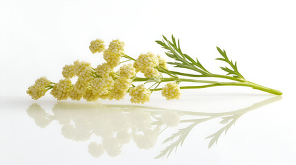 Fototapeta premium Pale Yellow Flower Sprig on White Background