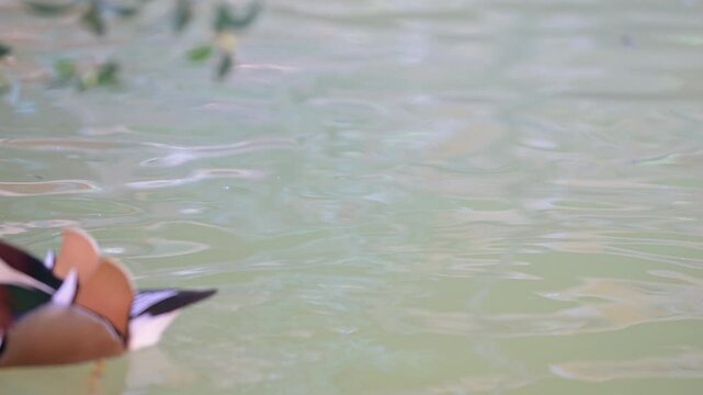 4K video of mandarin ducks　swimming comfortably in the water