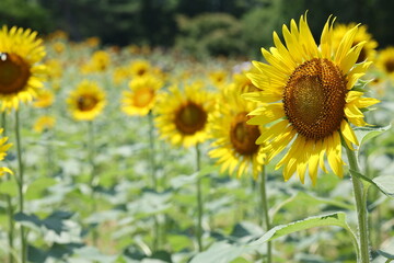 Obraz premium ヒマワリ