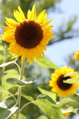 Obraz premium ヒマワリ