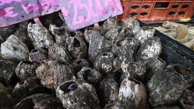 Fresh picoroco shellfish on display at a market stall in Portales, Valpara&iacute;so, Chile, close-up