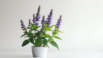 Purple flowers in a white pot against a white background