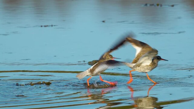 Common redshanks attempting to mate in shallow water along the coast, 4k slow motion