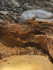 Patiently Coiled