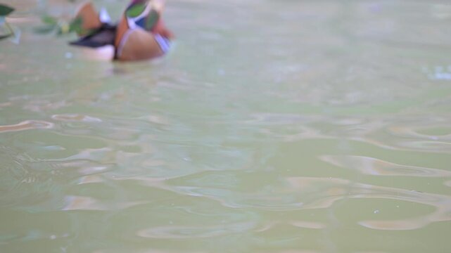 4K video of mandarin ducks　swimming comfortably in the water