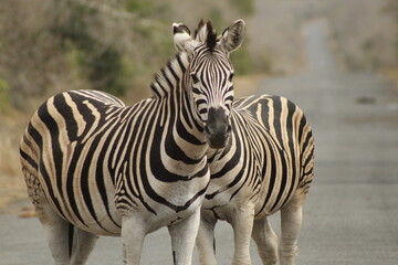 Two zebras on a misty road
