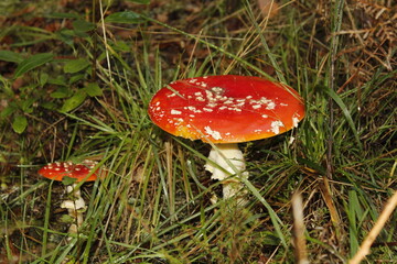 Vibrant red mushrooms in green grass