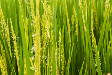Close-up of rice seeds on rice cobs in the rice field.