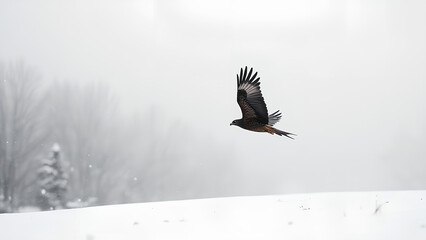 Obraz premium A Winter Minimalist Silhouette of a soaring hawk set against a stark snowy background