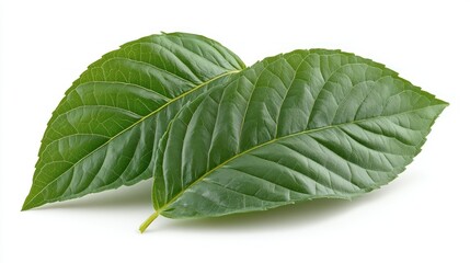 Obraz premium Two green leaves with visible veins and texture.