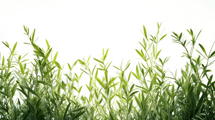 Lush Green Plants Against White Background