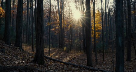 Obraz premium Autumnal Forest Sunset: Golden Rays Filtering Through Trees