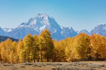 Vibrant fall foliage of aspen trees against a backdrop of snow-capped mountains. Autumn colors in the Grand Tetons. Grand Teton National Park, Moran, Wyoming, USA.