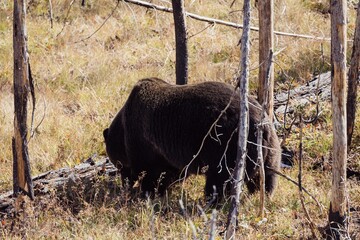 Large brown bear foraging in a burnt forest. Grand Teton National Park, Moran, Wyoming, USA.