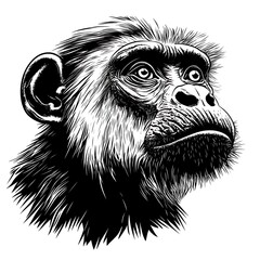 Black and white chimpanzee portrait.
