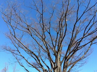 真冬の公園の欅の枯れ木