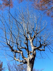 真冬の公園のトウカエデの枯れ木
