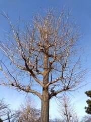 真冬の公園のイチョウの枯れ木