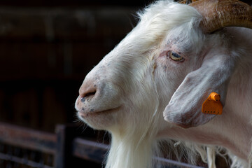 White goat on the farm