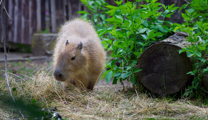 Baby capybara at the zoo