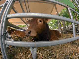 Cow calf behind fence for sale