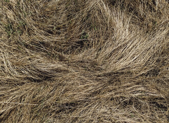 Old dried beige grass in the autumn forest. Texture of couch grass and other herbs.