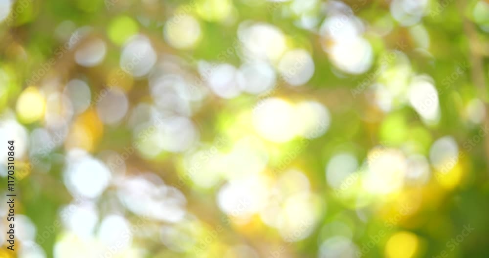 Poster summer sunlit bokeh: abstract image of nature's soft light filtering through lush green foliage, cre