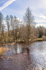 Flooded river at springtime with trees in water