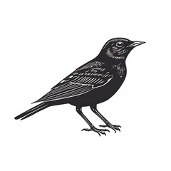 Obraz premium Vintage style black and white bird illustration.