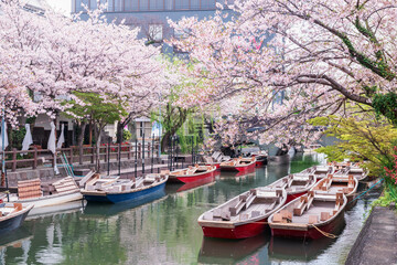 Obraz premium boats and pink sakura cherry tunnel at Suigo river, Yanagawa