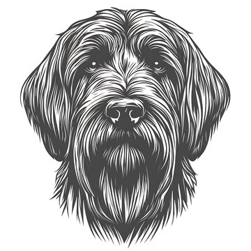Monochrome portrait of a Wirehaired Pointing Griffon.