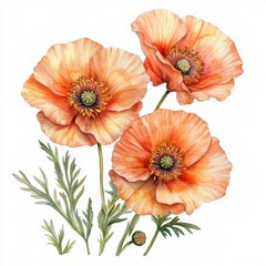 Delicate Orange Poppies with Green Leaves on White Background