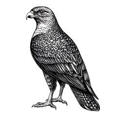 Fototapeta premium Detailed drawing of a hawk. (1)
