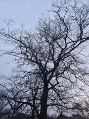 tree and sky