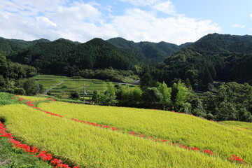 Naklejka premium 彼岸花