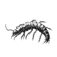 Obraz premium Ink drawing of a centipede insect.