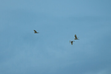 Seagulls in a clear sunny sky. Group of seagull flying in sky.
