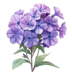 Delicate Purple Phlox Flowers with Green Leaves on White Background