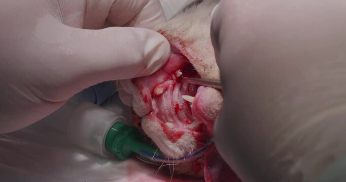 A veterinarian wearing gloves treats the teeth of an anesthetized cat using medical instruments. The procedure is aimed at maintaining oral health and preventing dental disease.